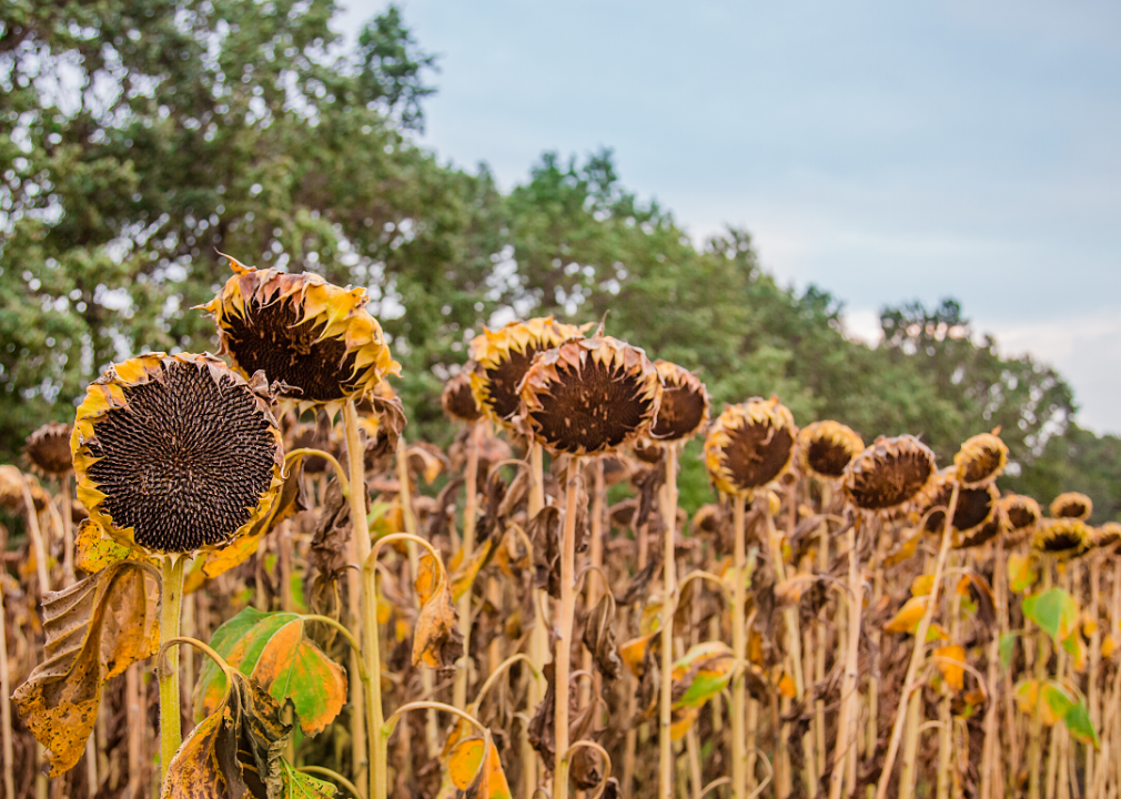 #8. Sunflower